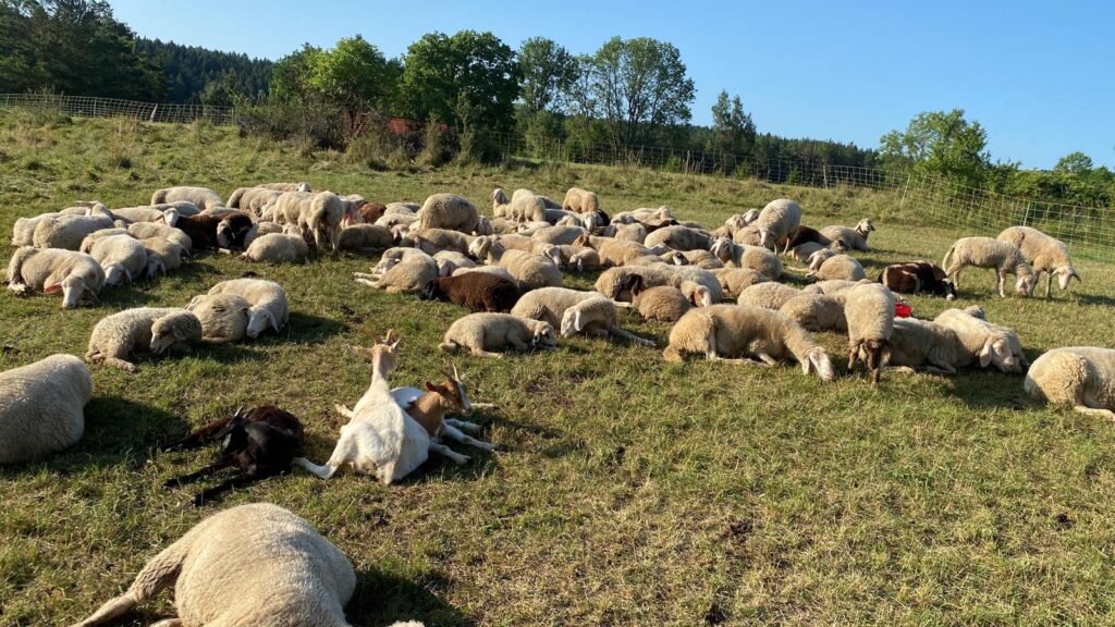 Die bunte Schafherde genießt die Sonne und liegt auf der Wiese.