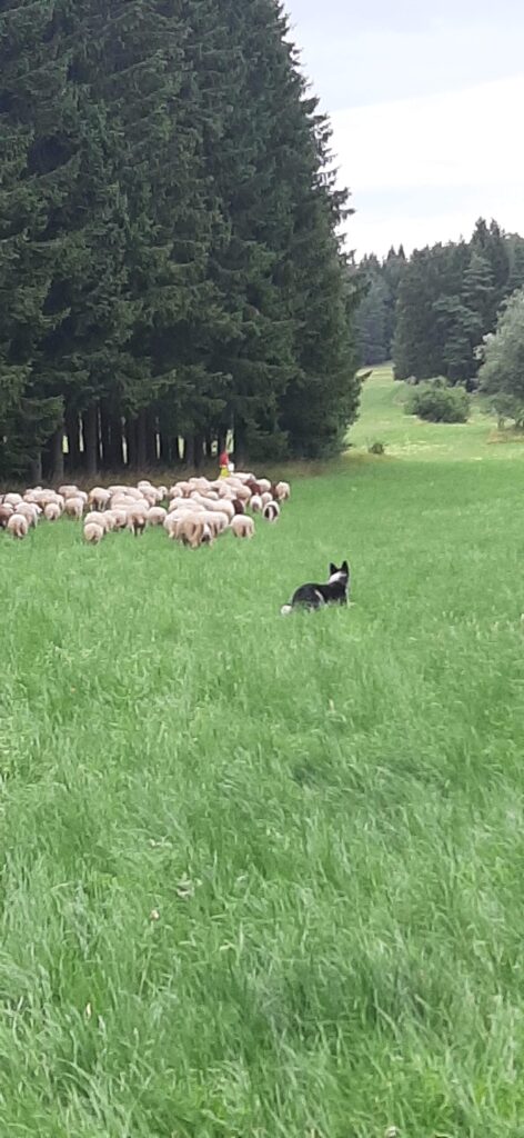 Die Herde nach dem langen Weg durch den Wald kurz vor dem Ziel