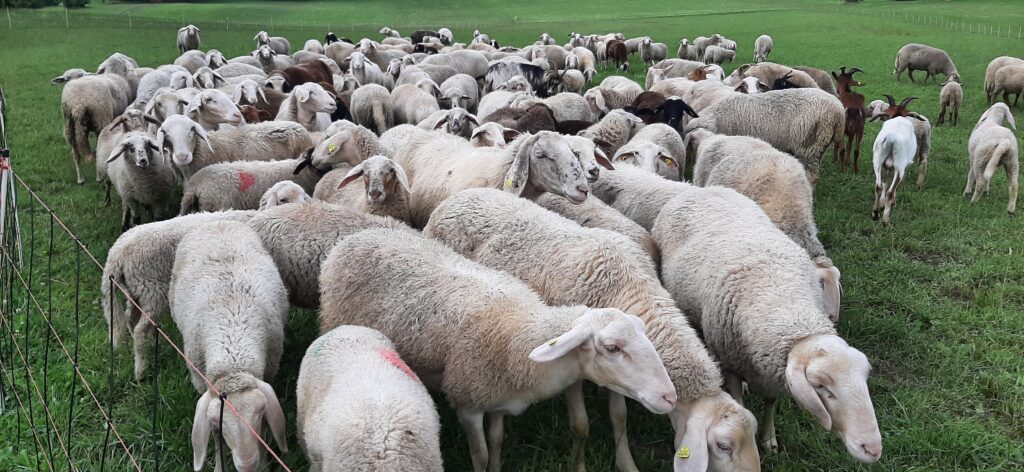 Die Schafherde drängelt neugierig am Zaun