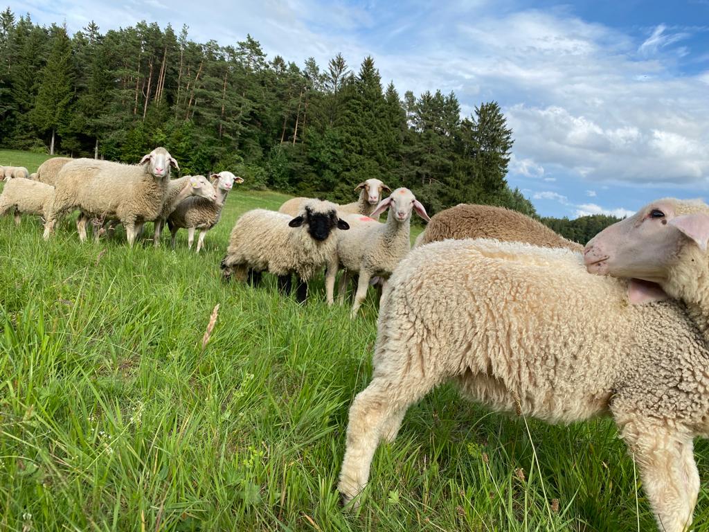 Zenzi und die Lämmer