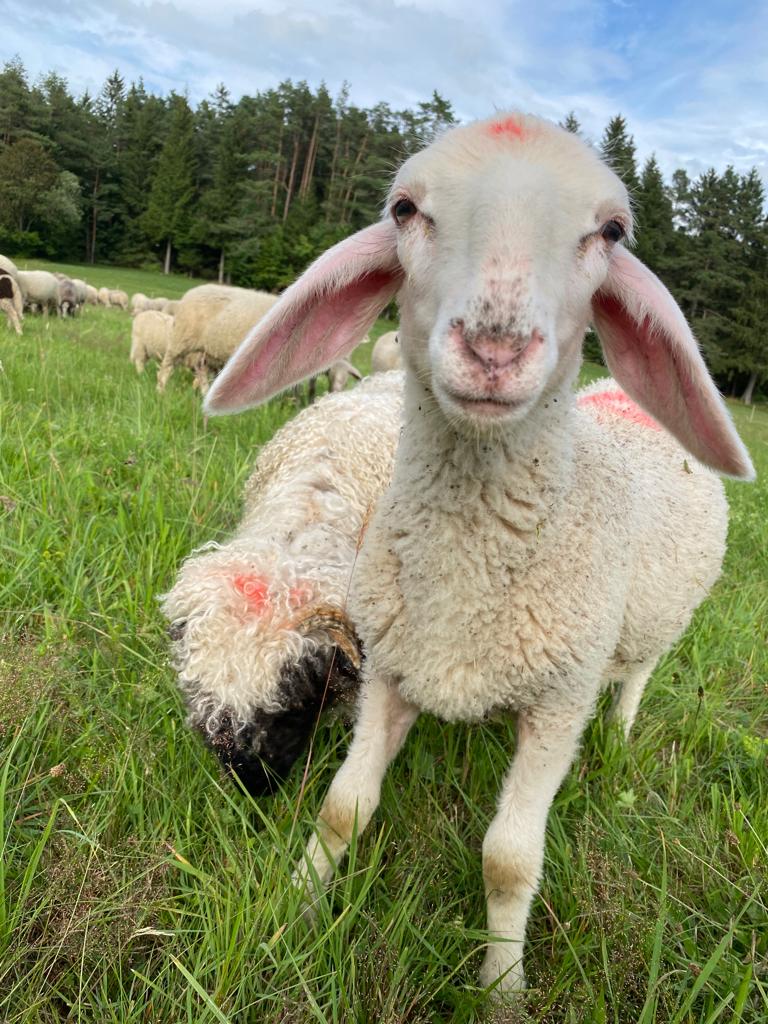 Lamm und Zenzi